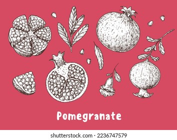 Pomegranate fruit hand drawn sketch. Vector illustration. Design, package, brochure illustration. Pomegranate illustration. Design elements for packaging design and other.