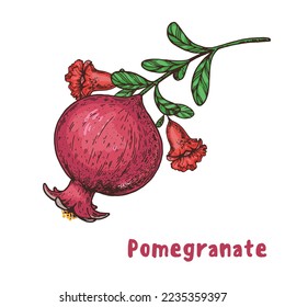 Pomegranate fruit hand drawn. Vector illustration. Design, package, brochure illustration. Pomegranate  illustration. Design elements for packaging design and other.