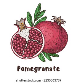 Pomegranate fruit hand drawn. Vector illustration. Design, package, brochure illustration. Pomegranate  illustration. Design elements for packaging design and other.