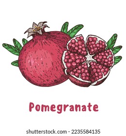 Pomegranate fruit hand drawn. Vector illustration. Design, package, brochure illustration. Pomegranate  illustration. Design elements for packaging design and other.