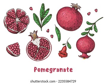 Pomegranate fruit hand drawn. Vector illustration. Design, package, brochure illustration. Pomegranate  illustration. Design elements for packaging design and other.