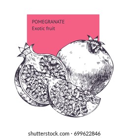 Pomegranate fruit. Hand drawn vector sketch. Background, wallpaper, backdrop, pattern. Template for printing, postcards, web design, advertising