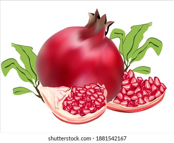 pomegranate fruit illustration vector image and pomegranate seeds