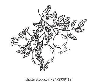Fruta de granada con hojas y flores. Vector botánico ilustración en blanco y negro, dibujado a mano en estilo linocut sobre fondo aislado. Dibujo para alimentos y cosméticos diseño de envases, embalaje