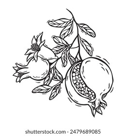 Pomegranate fruit with leaves and flowers. Vector botanical black and white illustration, hand drawn in linocut style on isolated background. Drawing for food and cosmetics packaging design, packaging