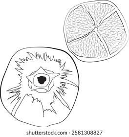 Pomegranate fruit line art, pomegranate top view line drawing.