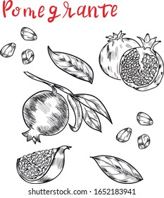 frutas granadas , elementos de diseño aislados vectorial natural sobre fondo blanco. Concepto de logotipo, tarjetas, icono, impresión 