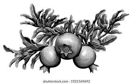 Pomegranate fruit on a branch. Art detailed editable illustration. Vector vintage engraving. Isolated on white background. 8 EPS
