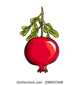 Pomegranate fruit on the plant. Colored exotic pomegranate fruit. Vector illustration isolated in white background