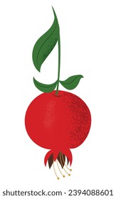 Frutos granados en un tallo con hojas, dibujados a mano en forma plana ilustraciones vectoriales aisladas