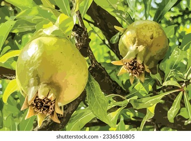 Pomegranate fruit on a tree branch with leaves and fruits