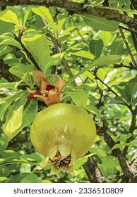 Pomegranate fruit on a tree branch with leaves and fruits