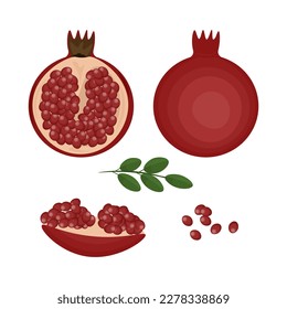pomegranate fruit on white background.plant vector illustration