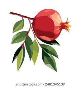 Fruta de granada. Fruta jugosa roja. Ilustración vectorial sobre fondo blanco.