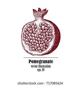Pomegranate fruit retro design template. Botanical fruit. Engraved pomegranate. Vector illustration