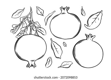 Pomegranate fruit, seeds and plant. Colored exotic pomegranate fruit. Vector illustration isolated in white background