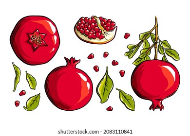 Pomegranate fruit, seeds and plant. Colored exotic pomegranate fruit. Vector illustration isolated in white background