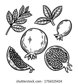 pomegranate fruit set hand drawn illustration