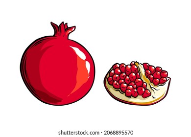 Pomegranate fruit side view. Colored exotic pomegranate fruit. Vector illustration isolated in white background