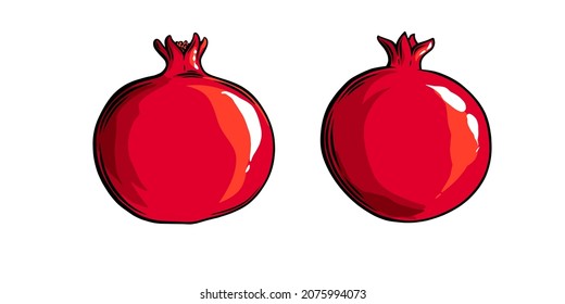 Pomegranate fruit side view. Colored exotic pomegranate fruit. Vector illustration isolated in white background