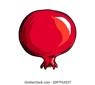 Pomegranate fruit side view. Colored exotic pomegranate fruit. Vector illustration isolated in white background