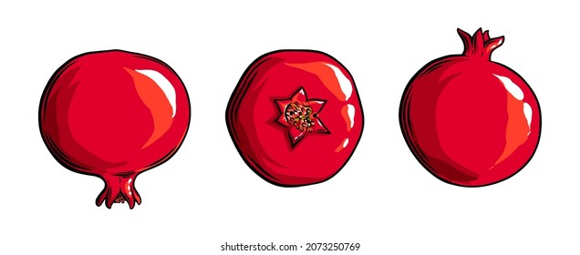 Pomegranate fruit side view and top view. Colored exotic pomegranate fruit. Vector illustration isolated in white background