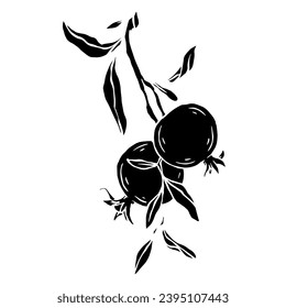 Pomegranate fruit silhouette.Decorative botanical element.Vector graphic.