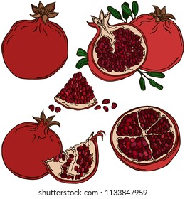 Pomegranate fruit, vector, color