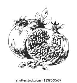 Pomegranate, fruit. Vector hand drawn illustration.