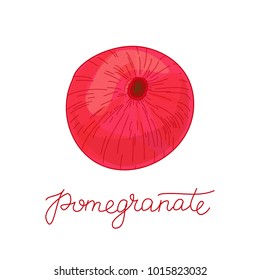Pomegranate fruit vector illustration, Hand drawn vector red fruit isolated on the white background, doodle illustration with calligraphic text