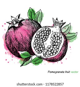 Pomegranate fruit vintage design template. Vector illustration