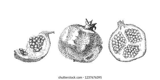 Pomegranate fruit vintage design template. Botanical fruit. Engraved pomegranate. Hand drawn pomegranate composition. Vector engraved illustration. Juicy natural fruit. Food healthy ingredient. 
