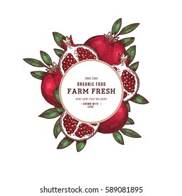 Pomegranate Fruit Vintage Design Template. Botanical Fruit. Engraved Pomegranate. Vector Illustration