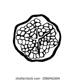 Pomegranate fruit,half,isolated on a white background.Vector hand drawing in doodle style.