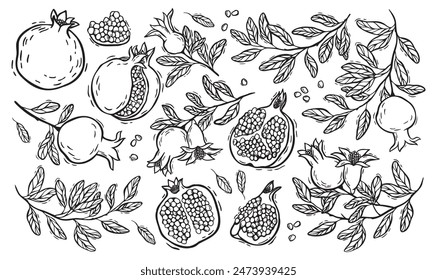 Frutos de granada en una sección, una granada reventada, ramas con hojas de granada. Vector botánico en blanco y negro ambientado en estilo linocut. Para el diseño de envases de alimentos y cosméticos, menús