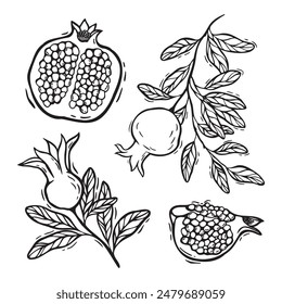 Frutos de granada en una sección, una granada reventada, ramas con hojas de granada. Vector botánico en blanco y negro ambientado en estilo linocut. Para el diseño de envases de alimentos y cosméticos, menús