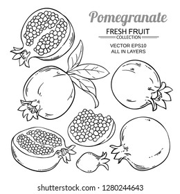 vectorial de frutas granadas sobre fondo blanco