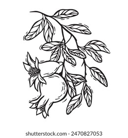 A pomegranate grows on a branch with a flower. Vector botanical black and white illustration, hand drawn in linocut style on isolated background. Drawing for design of food and cosmetics packaging