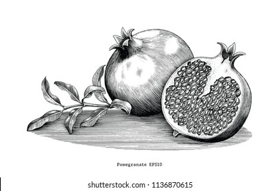 Pomegranate Hand Drawing Vintage Clip Art Isolated On White Background