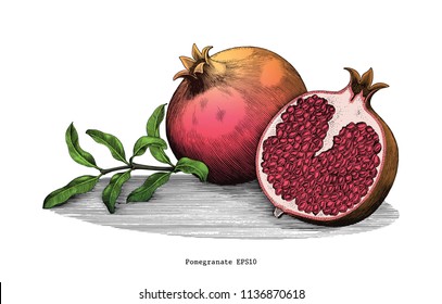Pomegranate hand drawing vintage clip art isolated on white background