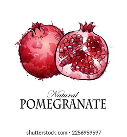 Pomegranate, hand drawn sketch watercolor vector illustration on white background.