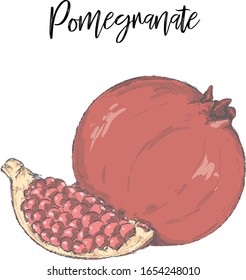 Pomegranate Hand Drawn Vector Illustration