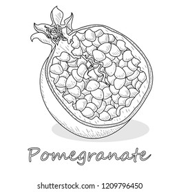Pomegranate hand drown vector illustration isolated on white background. Monochrome.