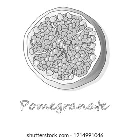 Pomegranate hand drown vector illustration isolated on white background. Monochrome.