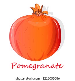 Pomegranate hand drown vector illustration isolated on white background.