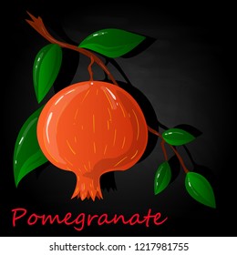 Pomegranate hand drown vector illustration isolated on black background.