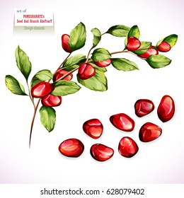 Pomegranate illustration. Abstract branch with seeds. Design element. Hand drawn. Vector - stock.