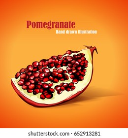 Pomegranate illustration. Hand drawn. Vector - stock.