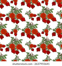 Pomegranate illustration, white isolate background