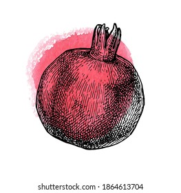 Pomegranate. Ink sketch isolated on white background. Red watercolor stain. Hand drawn vector illustration. Retro style.